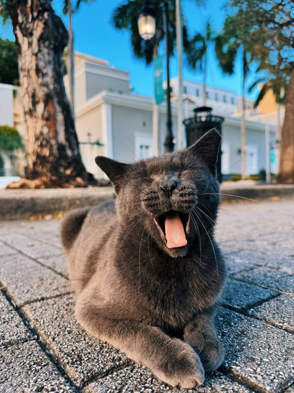 A gray street cat mid-yawn on a cobblestone plaza in Old San Juan, palm trunks and pastel buildings behind it