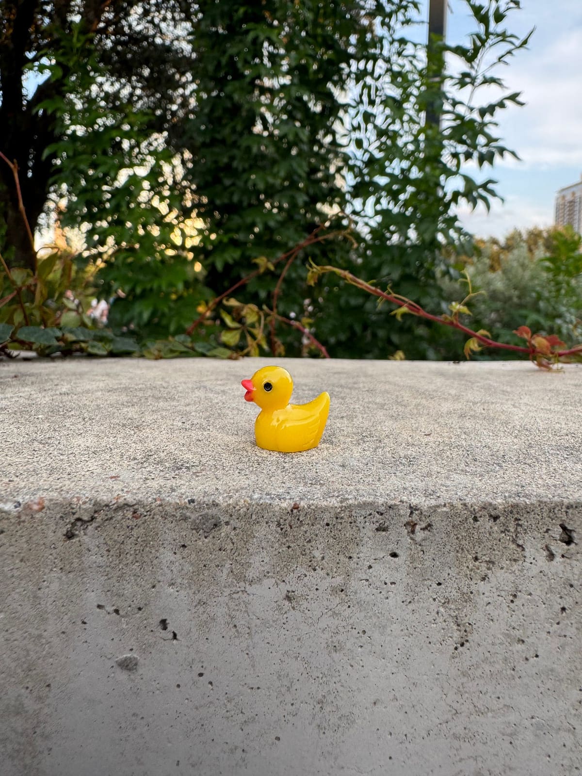 A tiny yellow rubber duck sits alone on a concrete ledge, green trees and a strand of red vine blurred behind it