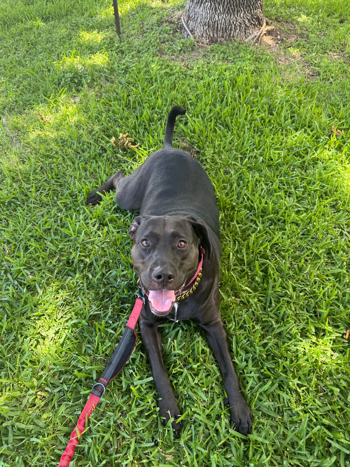 Love, a black Lab, lies in the grass on a leash with her tongue out, looking up at the camera.